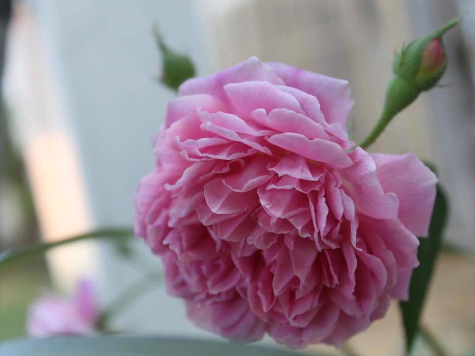 Natural landscape, Garden, Other, Decorative detail