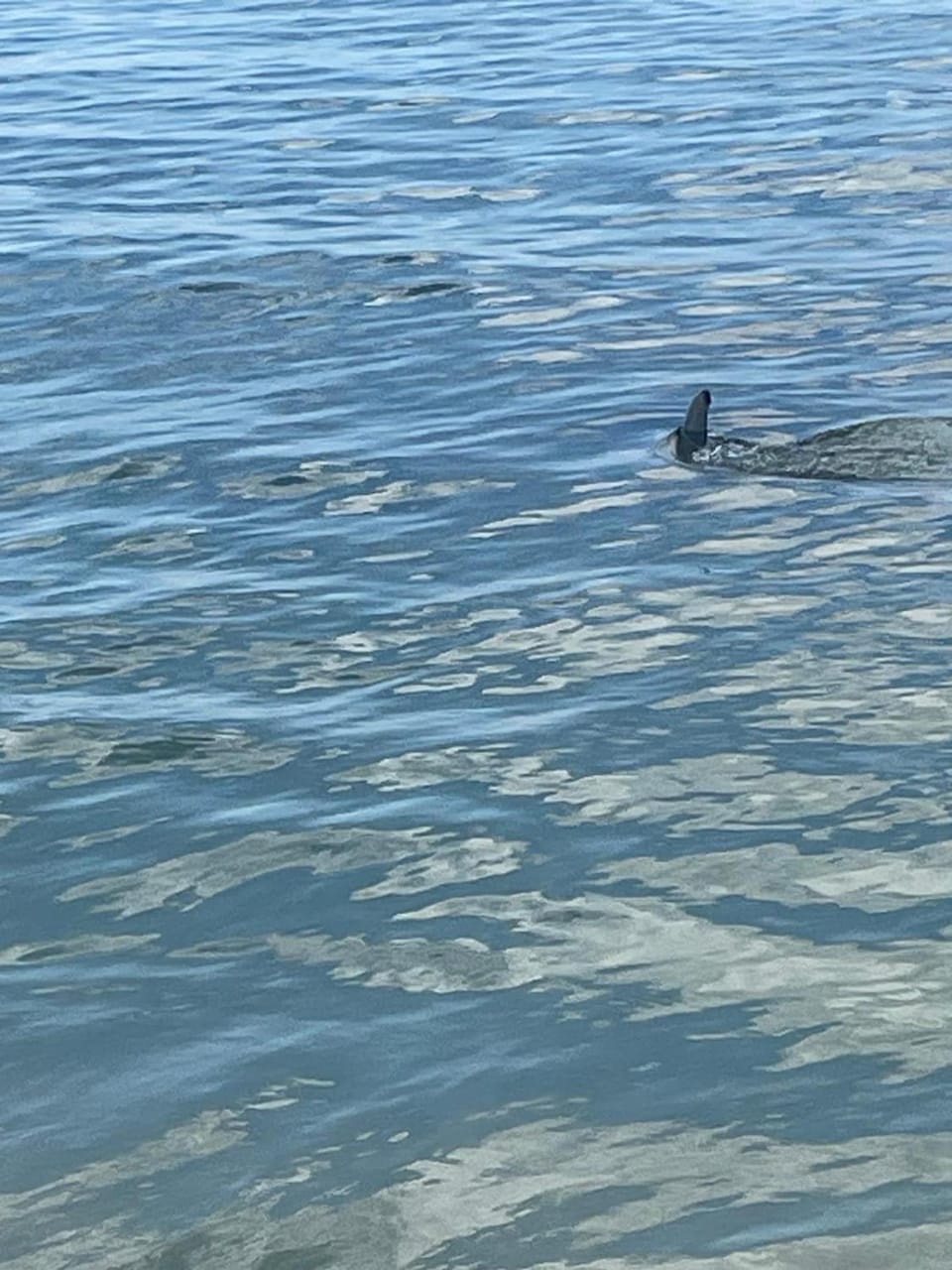Day, Natural landscape, Summer, Beach, Animals, Sea view