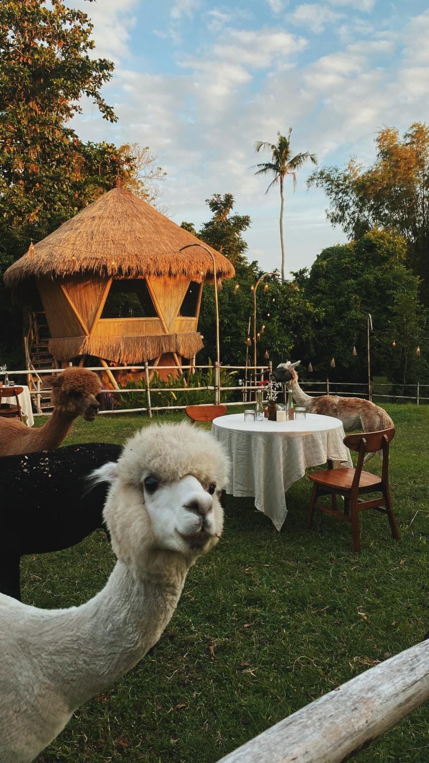 Day, Animals