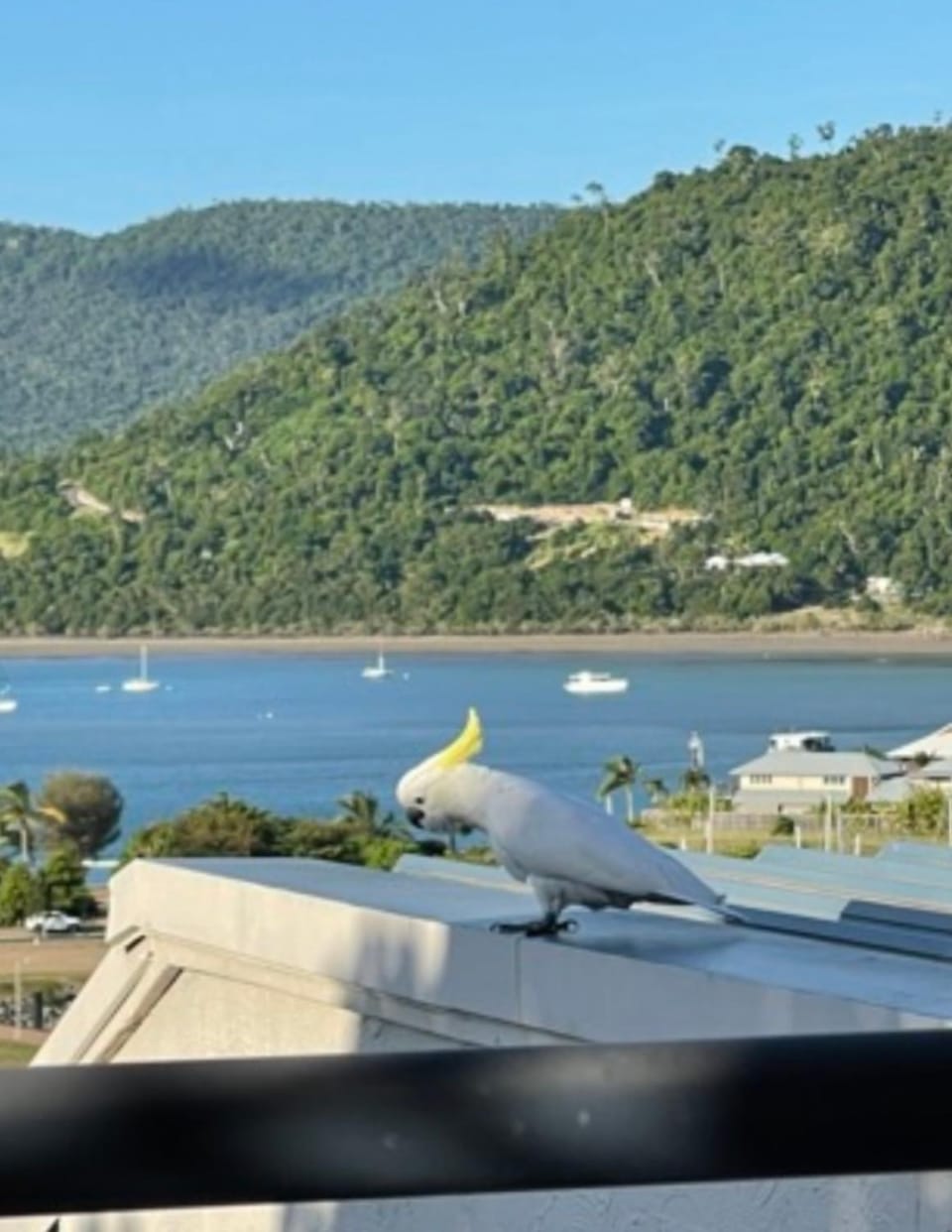 Ocean View Pools and WIFI Apartment in Airlie Beach