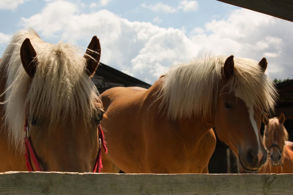 Animals