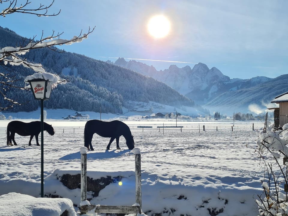 Winter, Animals, Mountain view