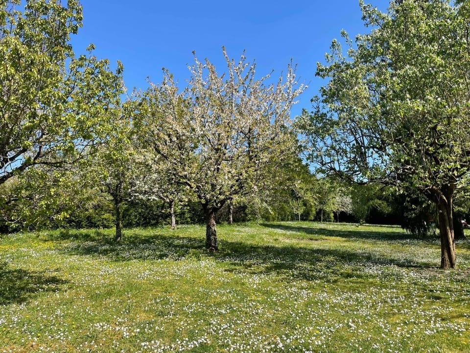 Spring, Day, Natural landscape, Garden, Garden, Garden view