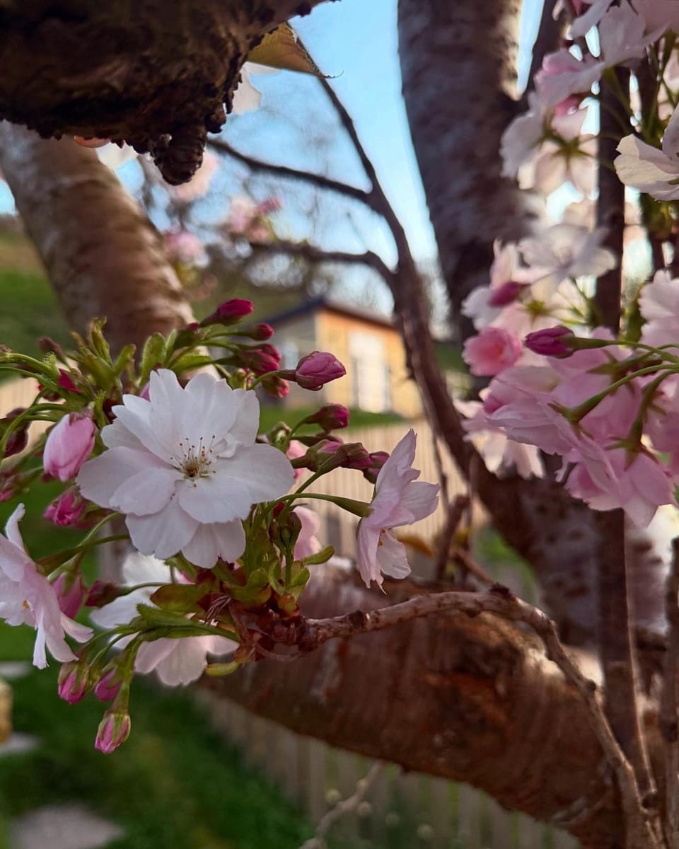 Castle View chalet Chalet in Llangollen