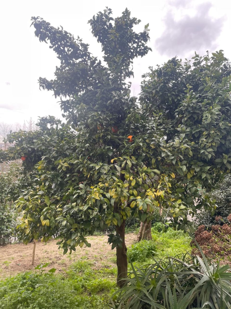 Garden, Garden view