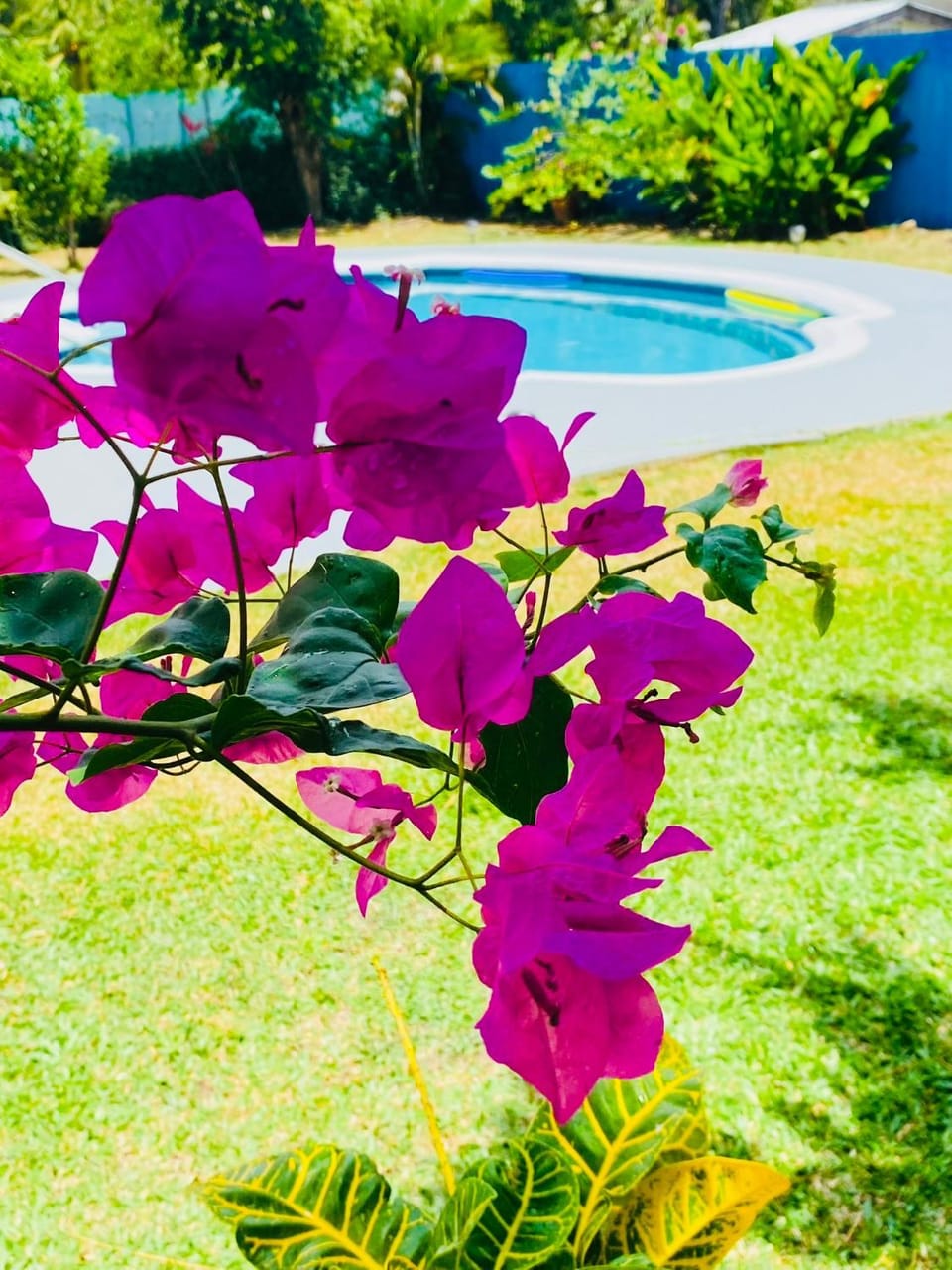 Day, Garden view, Pool view, Swimming pool