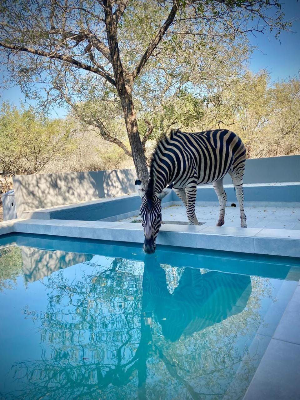 Animals, Pool view
