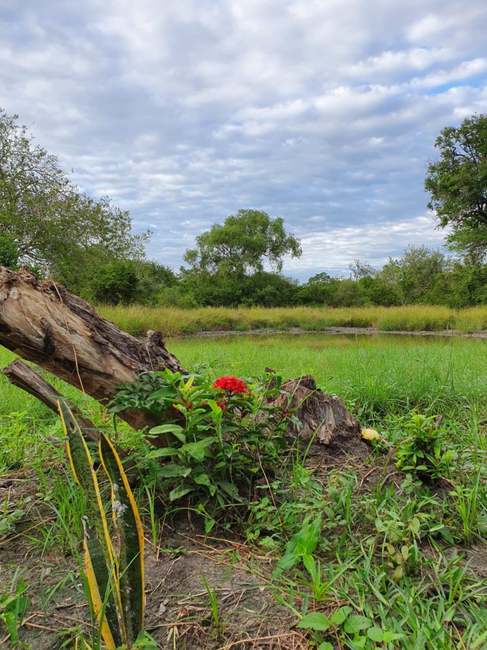 Natural landscape