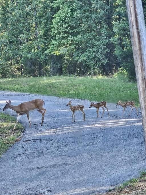 Day, Natural landscape, Animals