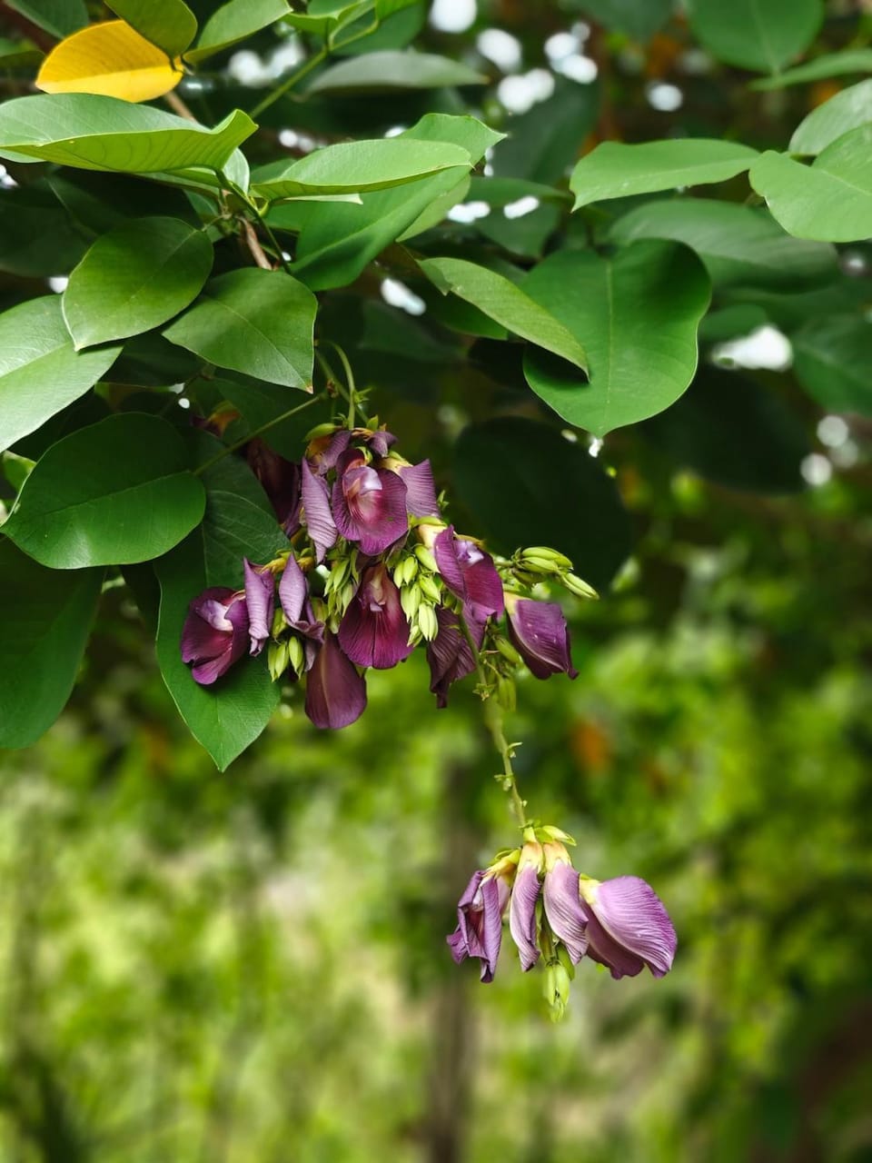 Natural landscape, Garden