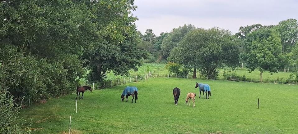 B&B De Blauwe Melkbus Bed and Breakfast in Gelderland, Netherlands