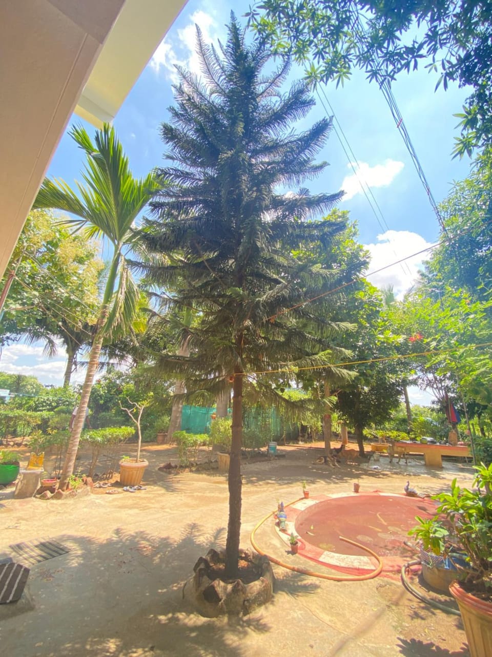 Garden view