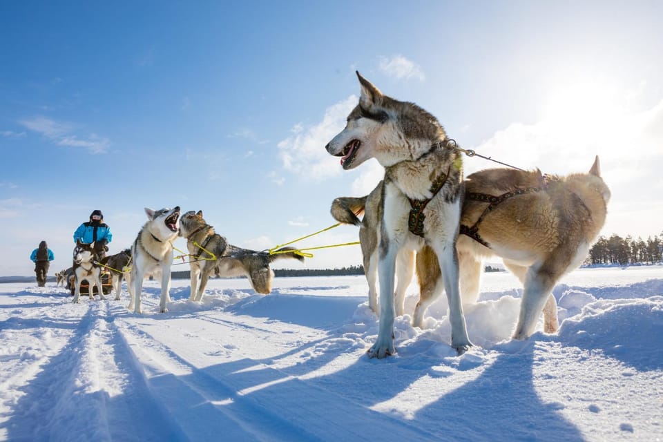 Activities, Winter, Animals
