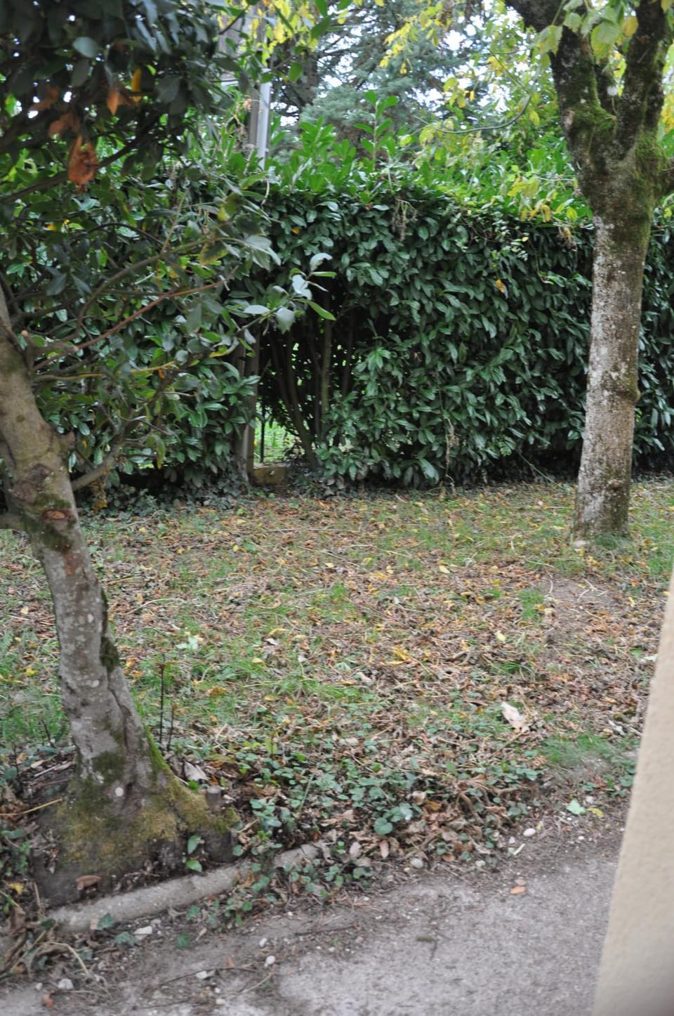 Garden view