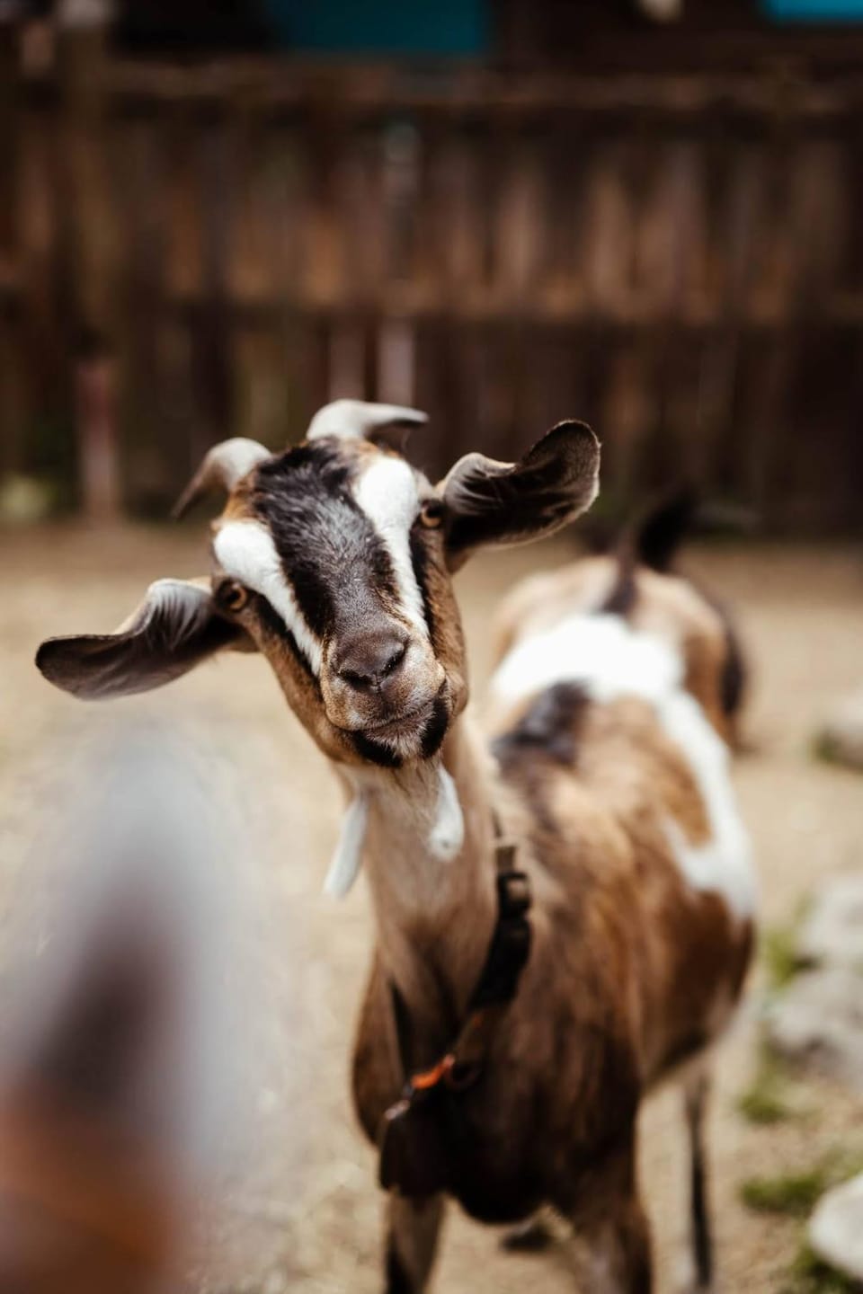 Animals, Animals, pet friendly