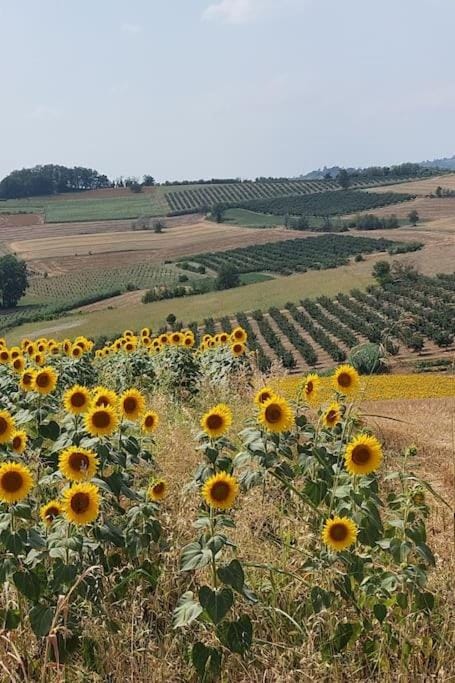 Ca' San Lorenzo - Villa panoramica con piscina - Vignale Monferrato Villa in Piedmont