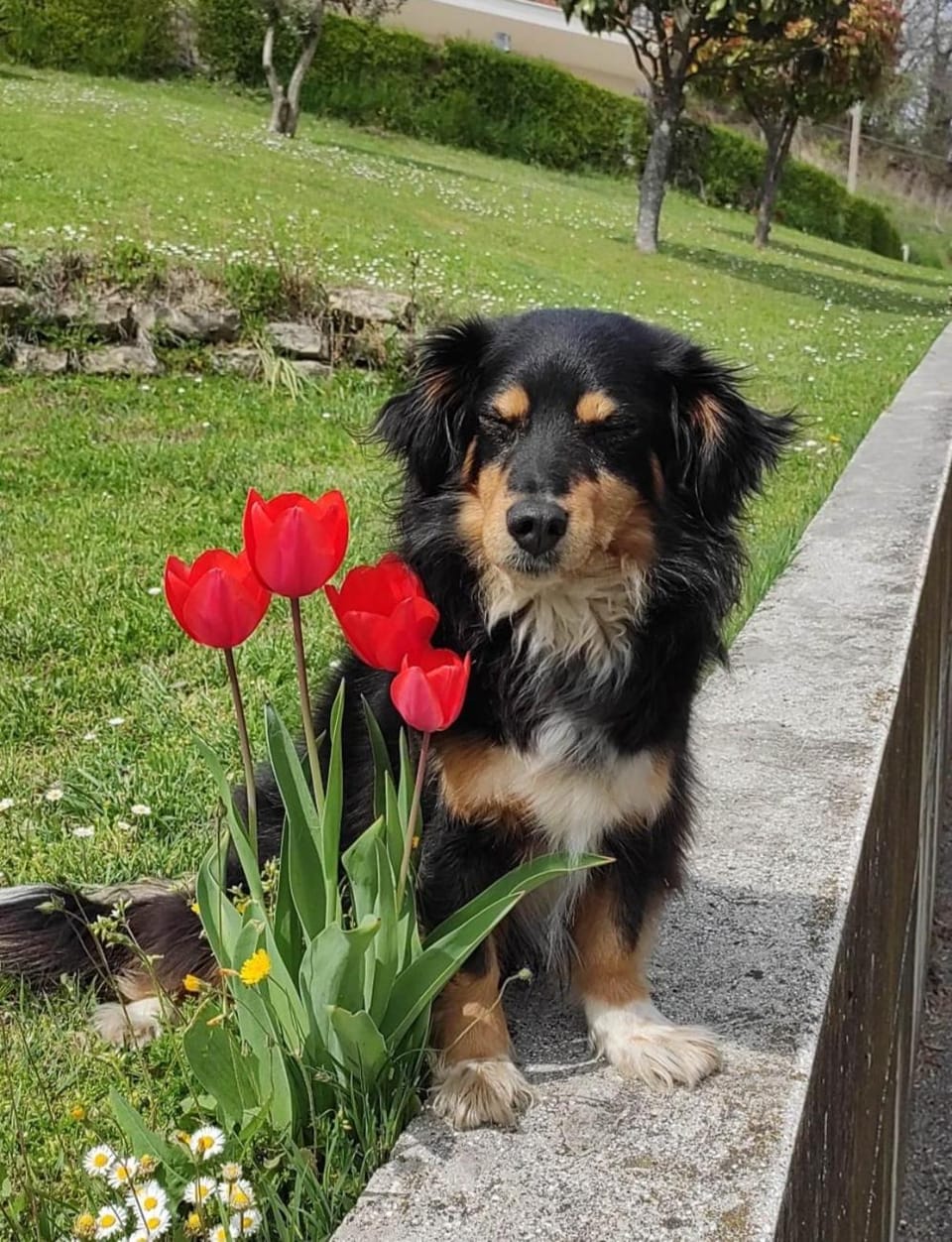 Pets