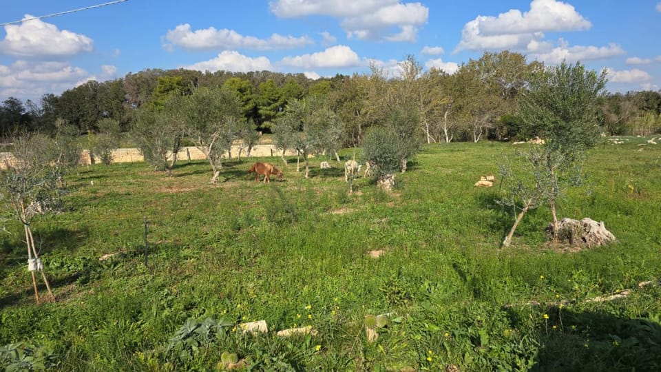 Agricampeggio Tenuta Ferrario Campground/ 
RV Resort in Apulia