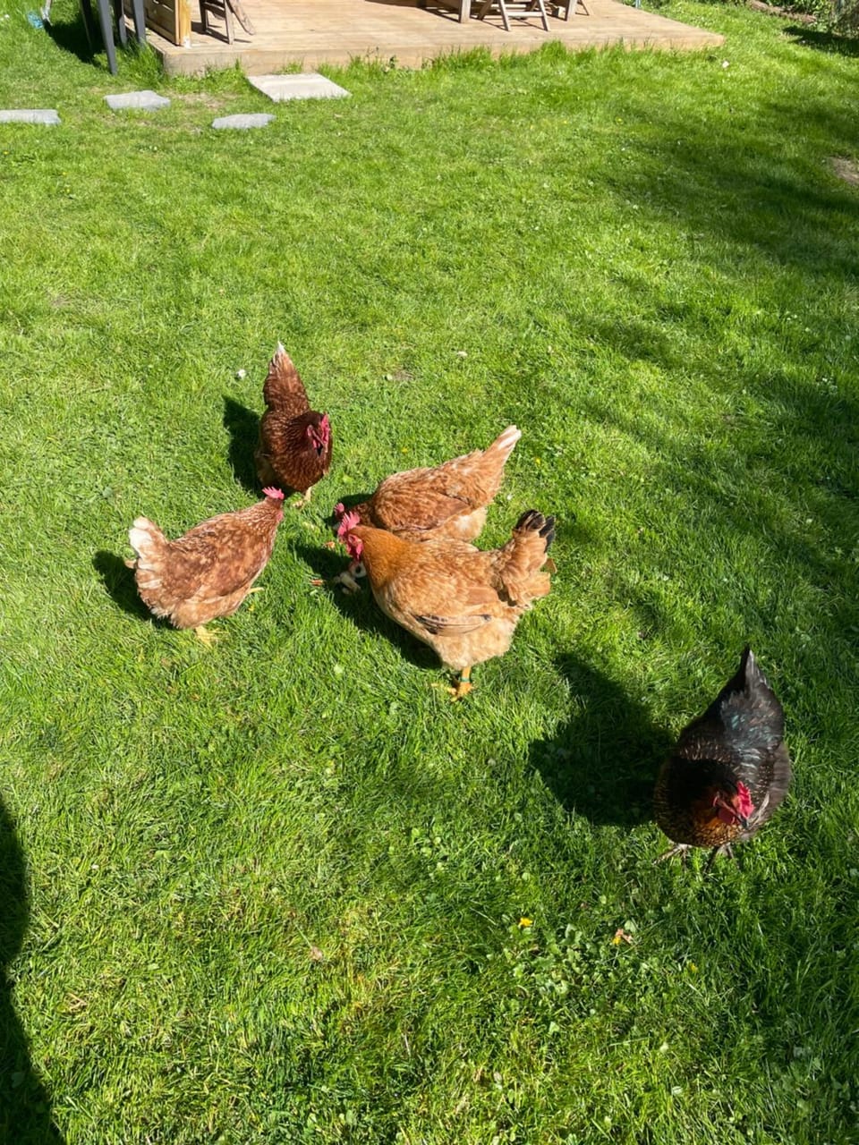 Chalet Disney 25min linge compris Chalet in Île-de-France