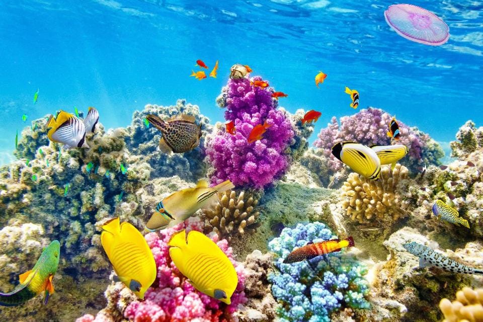 Day, Activities, Snorkeling, Sea view