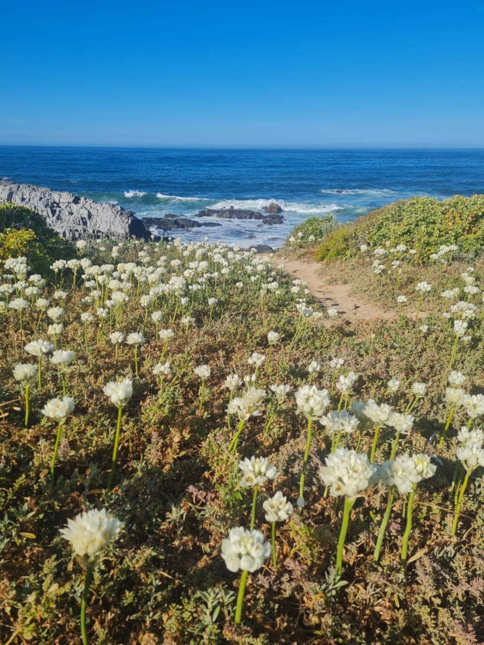 Oceans Loud Villa in Cape Town