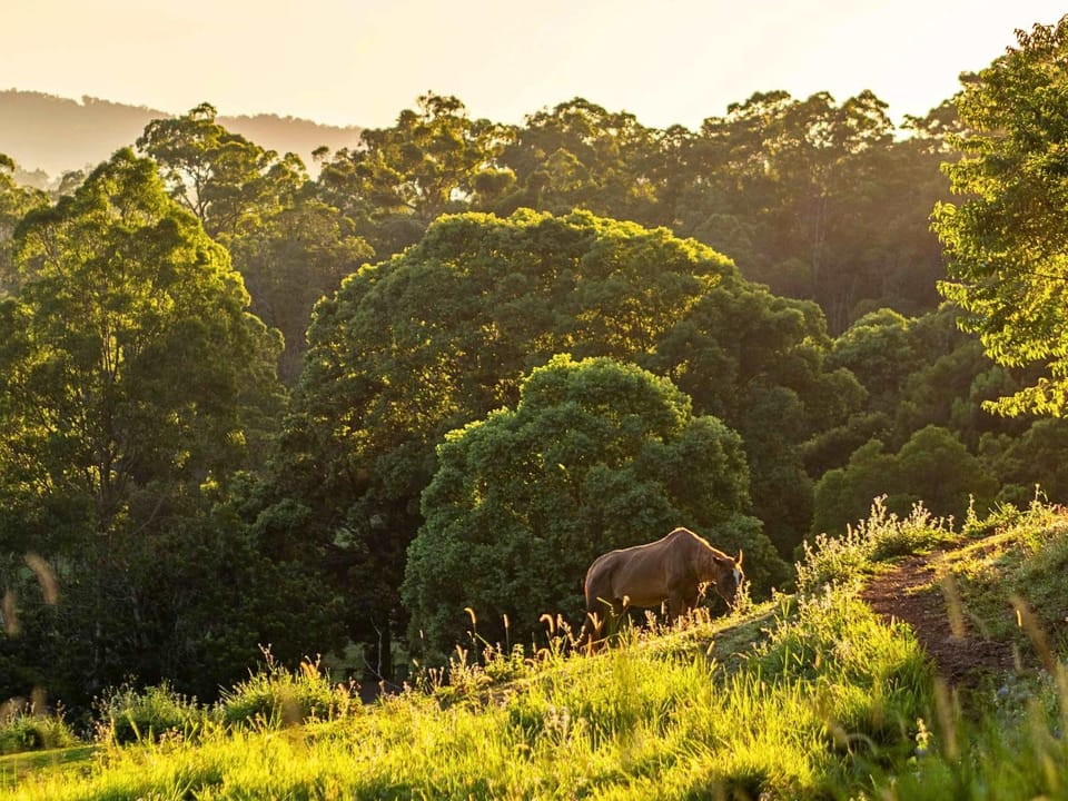 Guanaba Farm by Tiny Away House in Tamborine Mountain