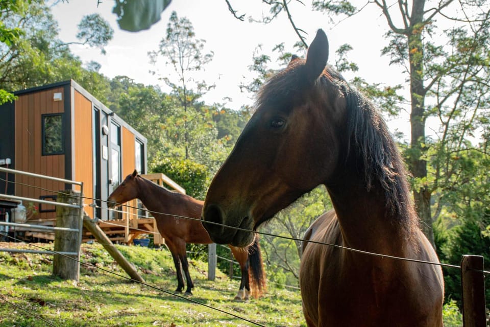 Guanaba Farm by Tiny Away House in Tamborine Mountain