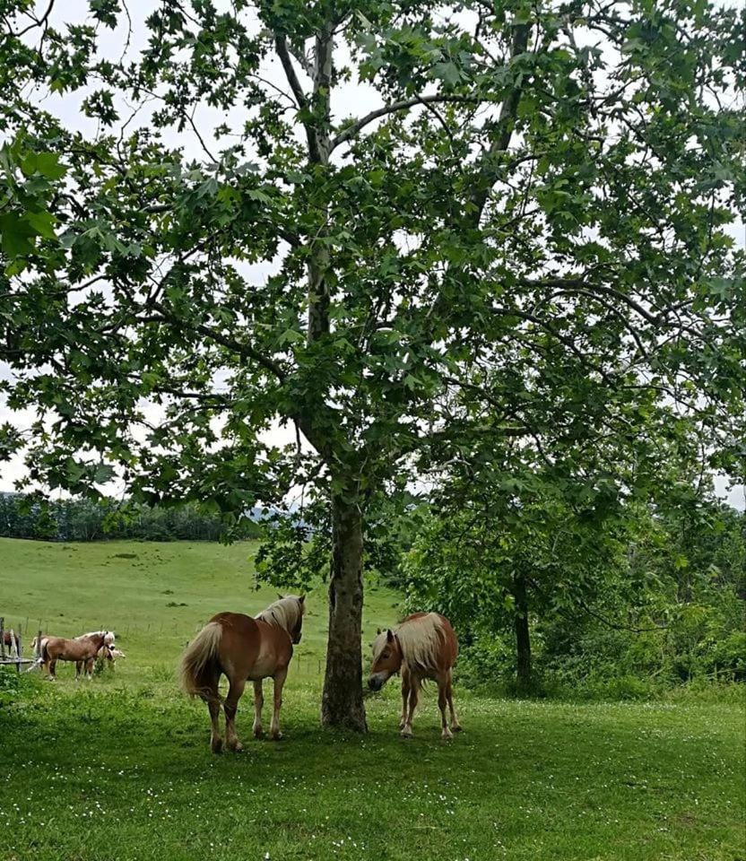 Animals