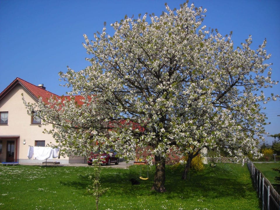 Property building, Garden