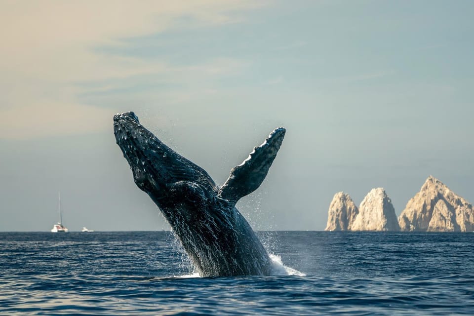 Nearby landmark, Day, Natural landscape, Animals, Sea view