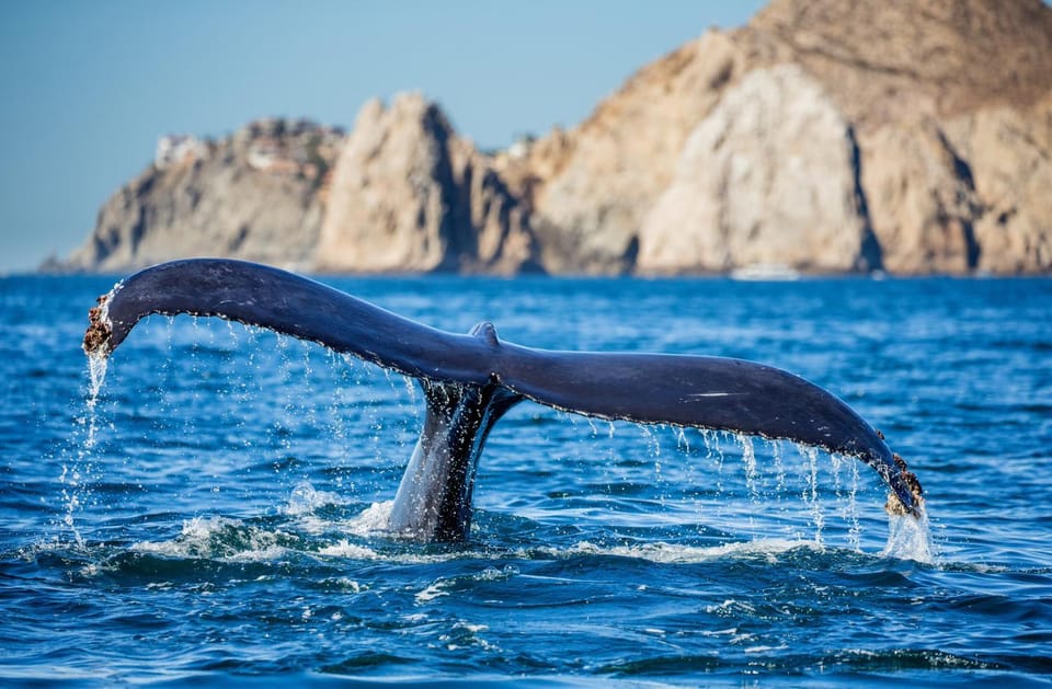 Day, Natural landscape, Animals, Sea view