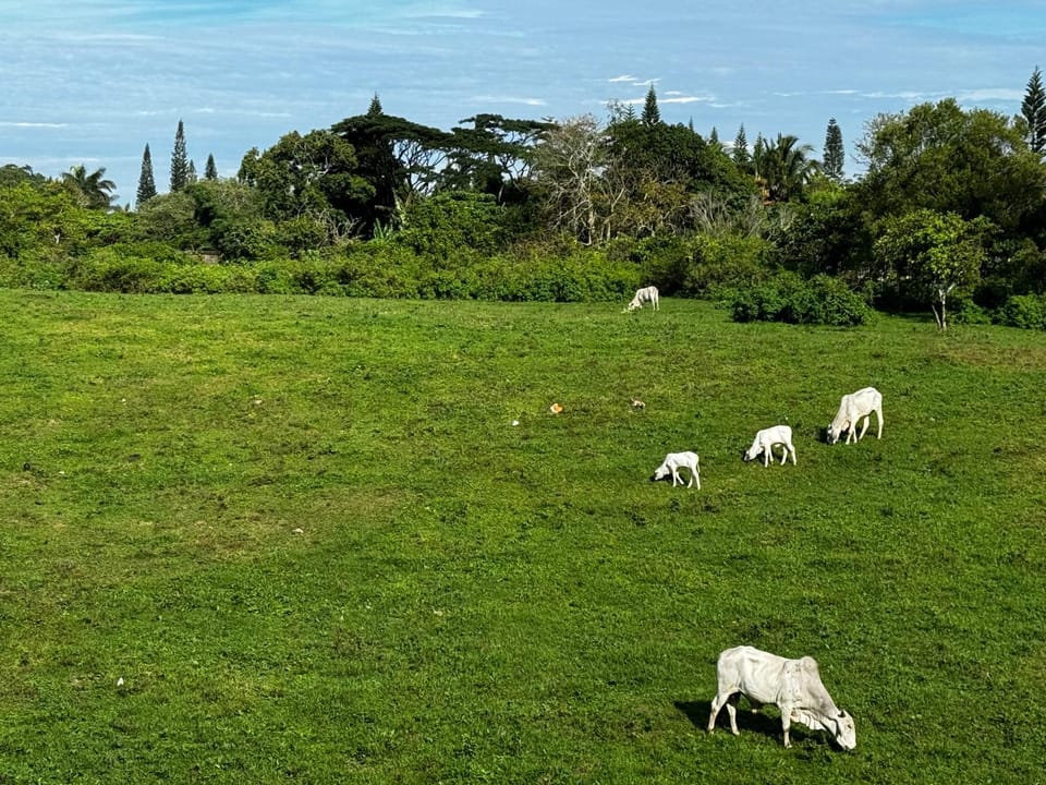 Natural landscape, Animals, Mountain view