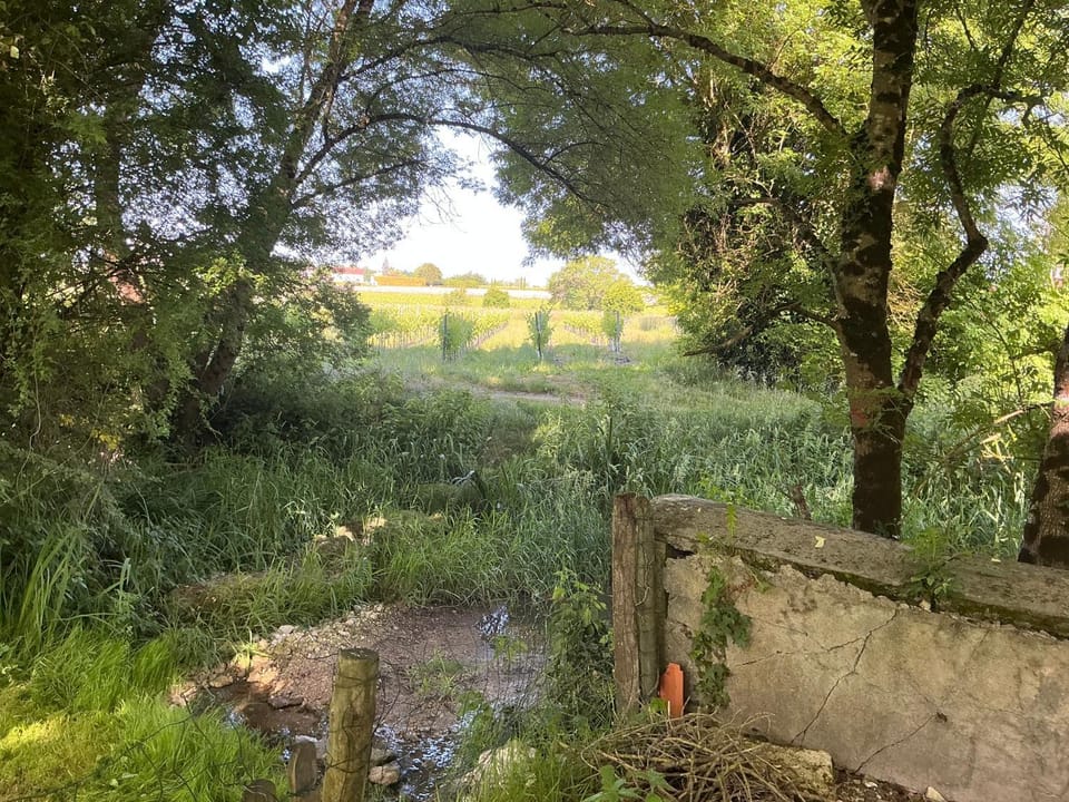 River view