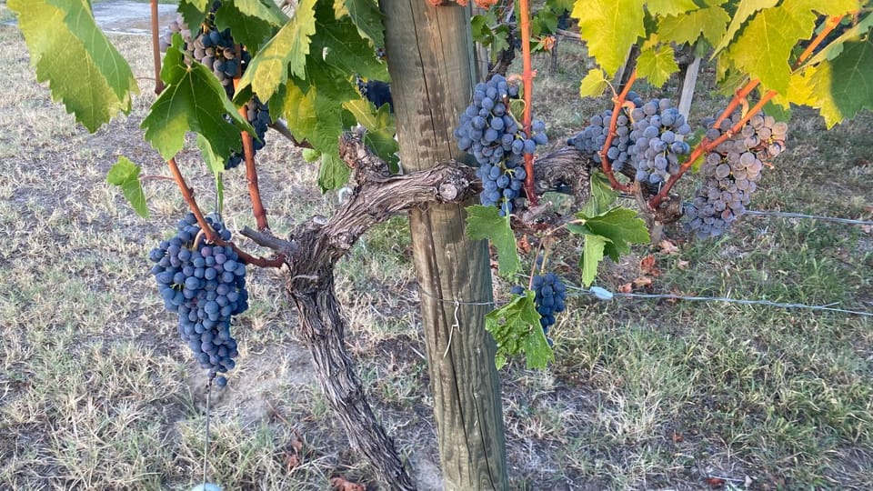 VINOTEL BRZICA Aljmaš Hotel in Vojvodina