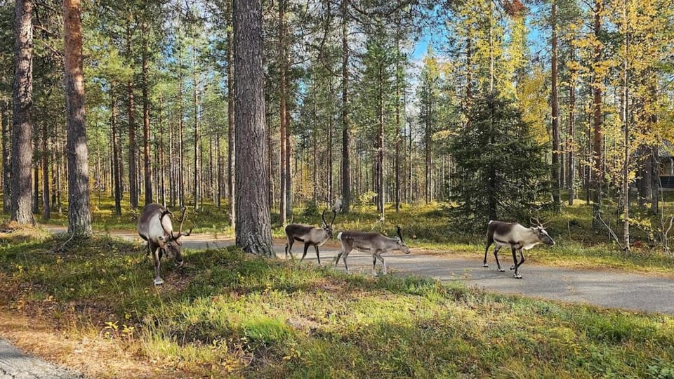 Peaceful Hideaway near Levi Adventures activities Apartment in Lapland