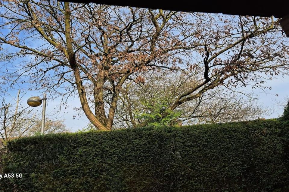 Spring, Day, Natural landscape, Garden, Garden view