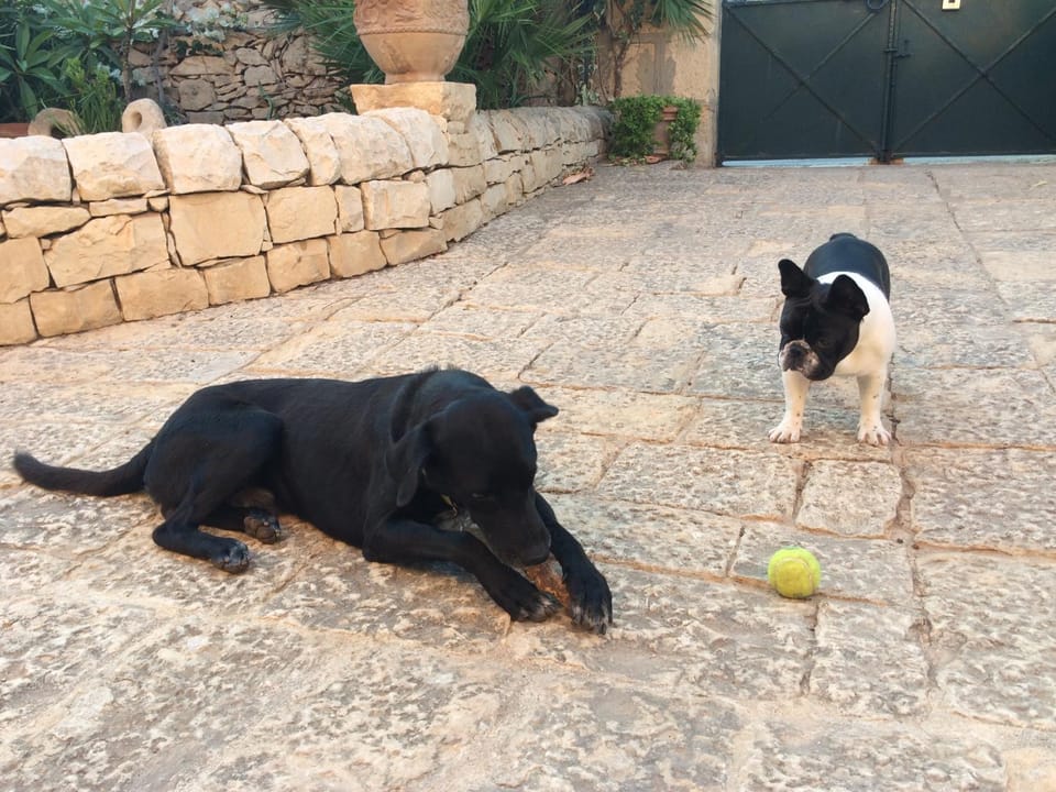 Pets