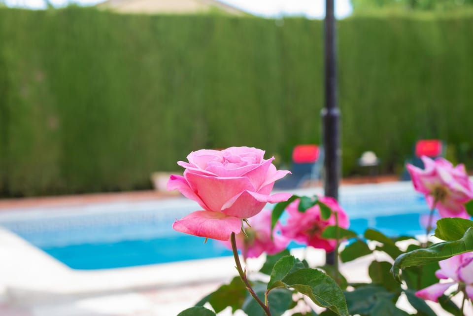 Garden, Swimming pool