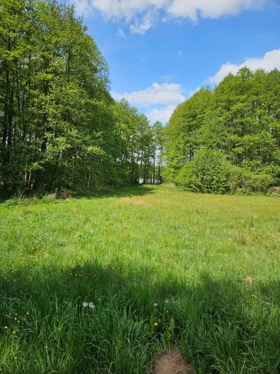 Spring, Day, Natural landscape, Garden