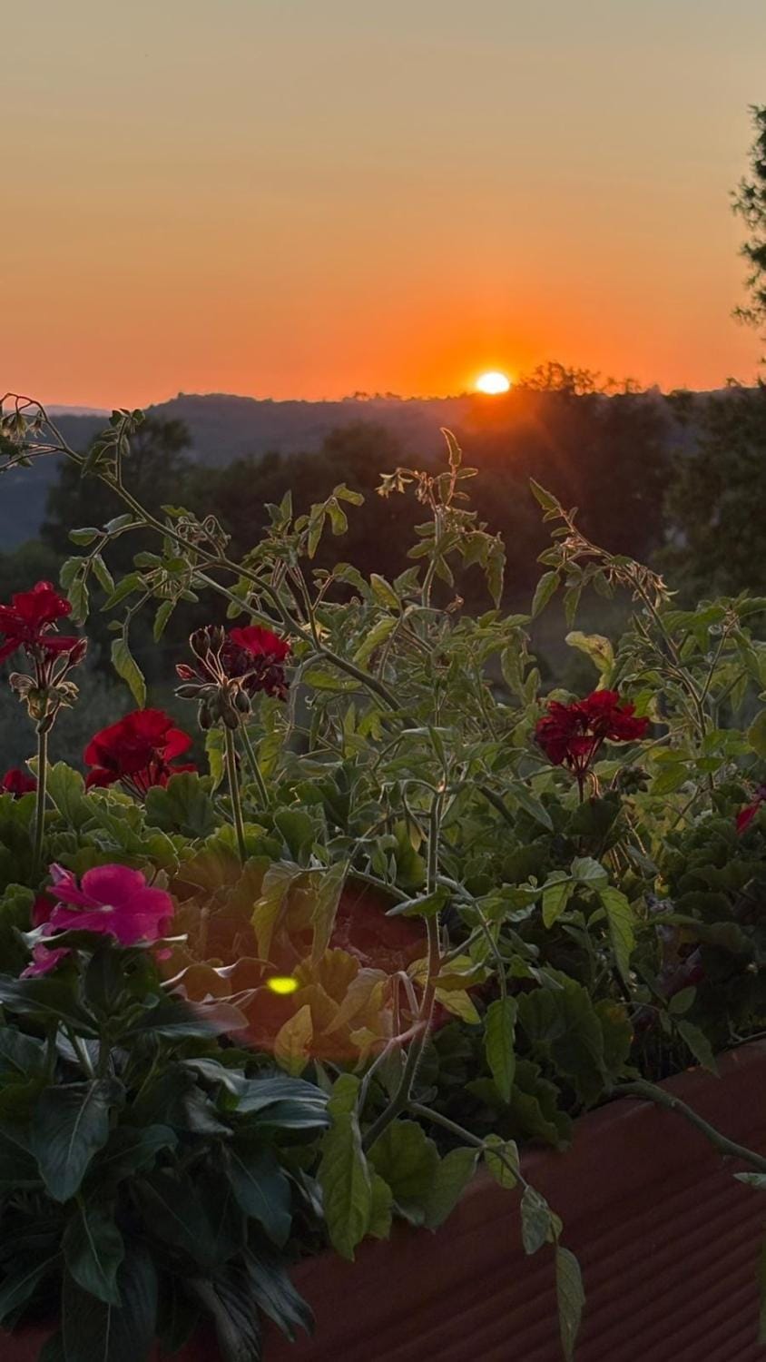 Natural landscape, Garden, Garden view, Sunset