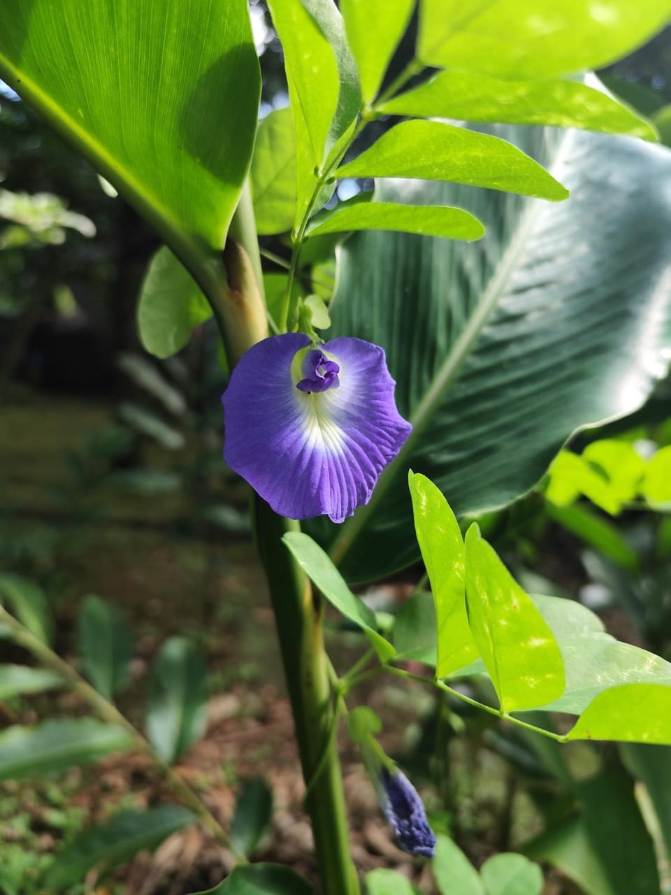 Glamping en pleine nature Rêve et Racines Campground/ 
RV Resort in Martinique