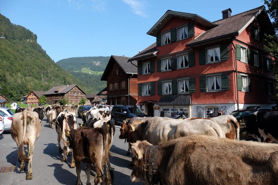 Property building, Animals