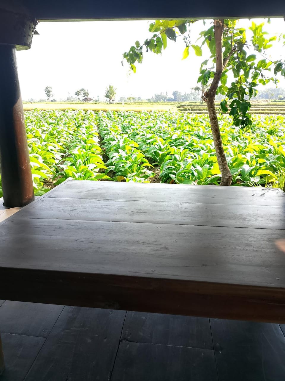 Garden, Garden view