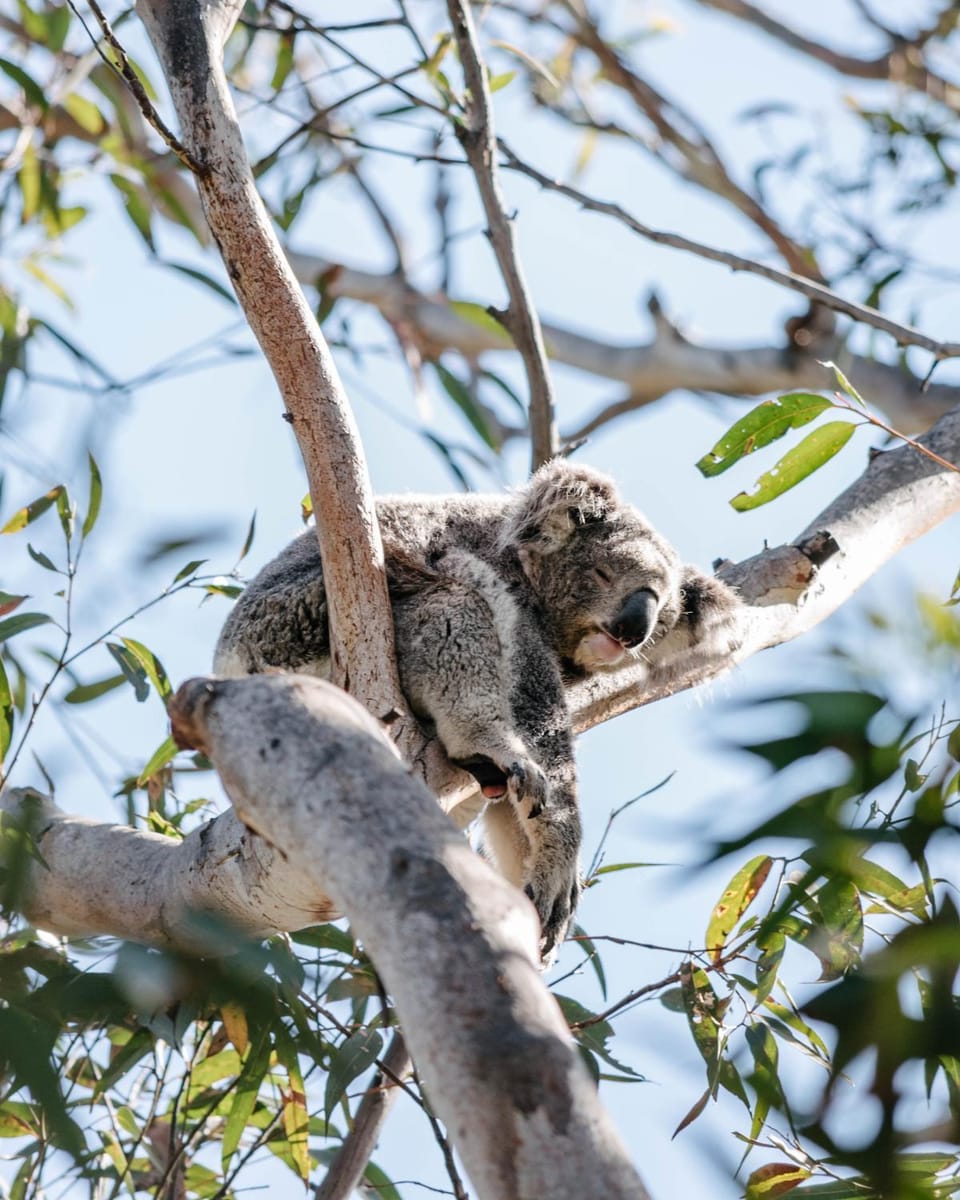 Port Stephens Koala Sanctuary Campground/ 
RV Resort in New South Wales