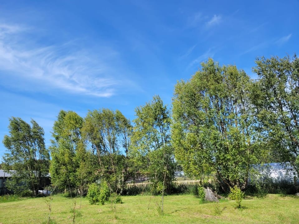 Garden view