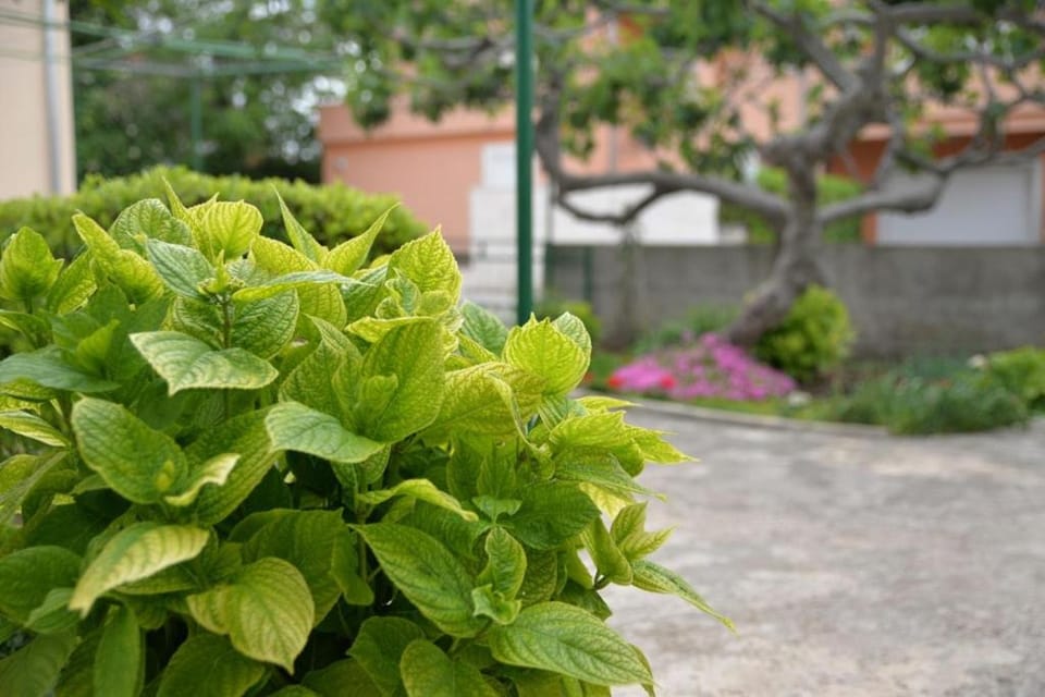 Apartment Mladenka Apartment in Murter