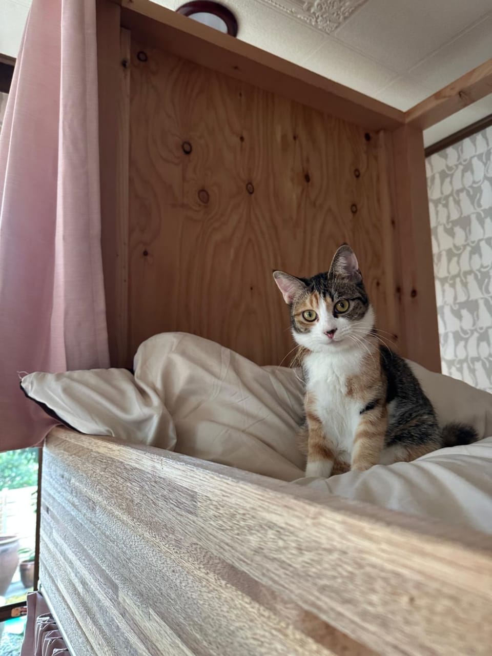 猫と泊まれる宿にゃんstay Bed and Breakfast in Hiroshima Prefecture