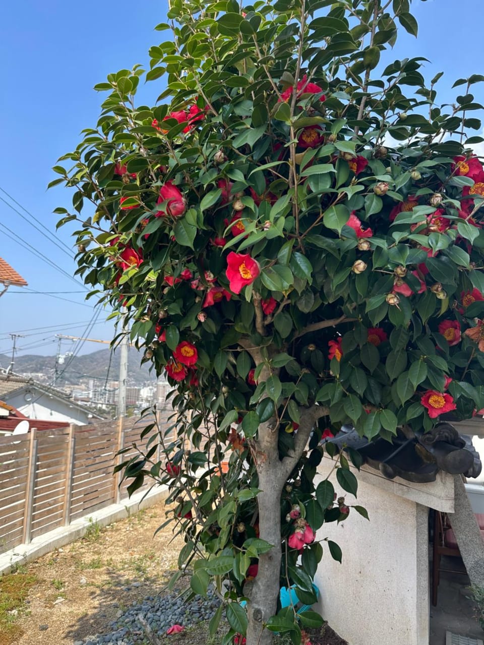 猫と泊まれる宿にゃんstay Bed and Breakfast in Hiroshima Prefecture