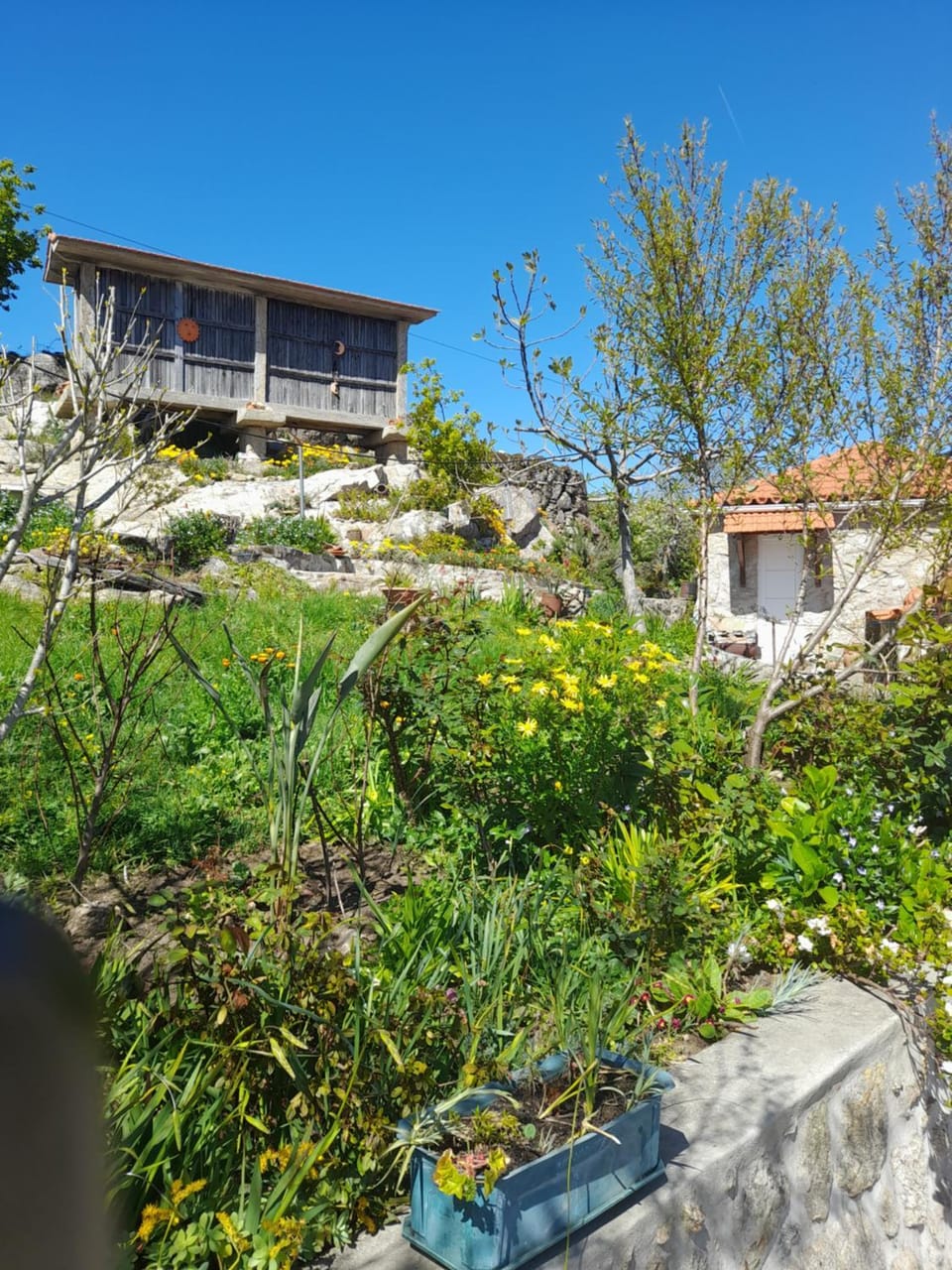 Garden view
