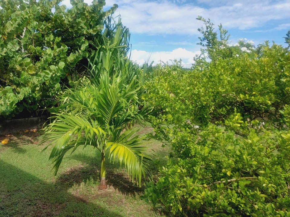 Spring, Garden, Garden
